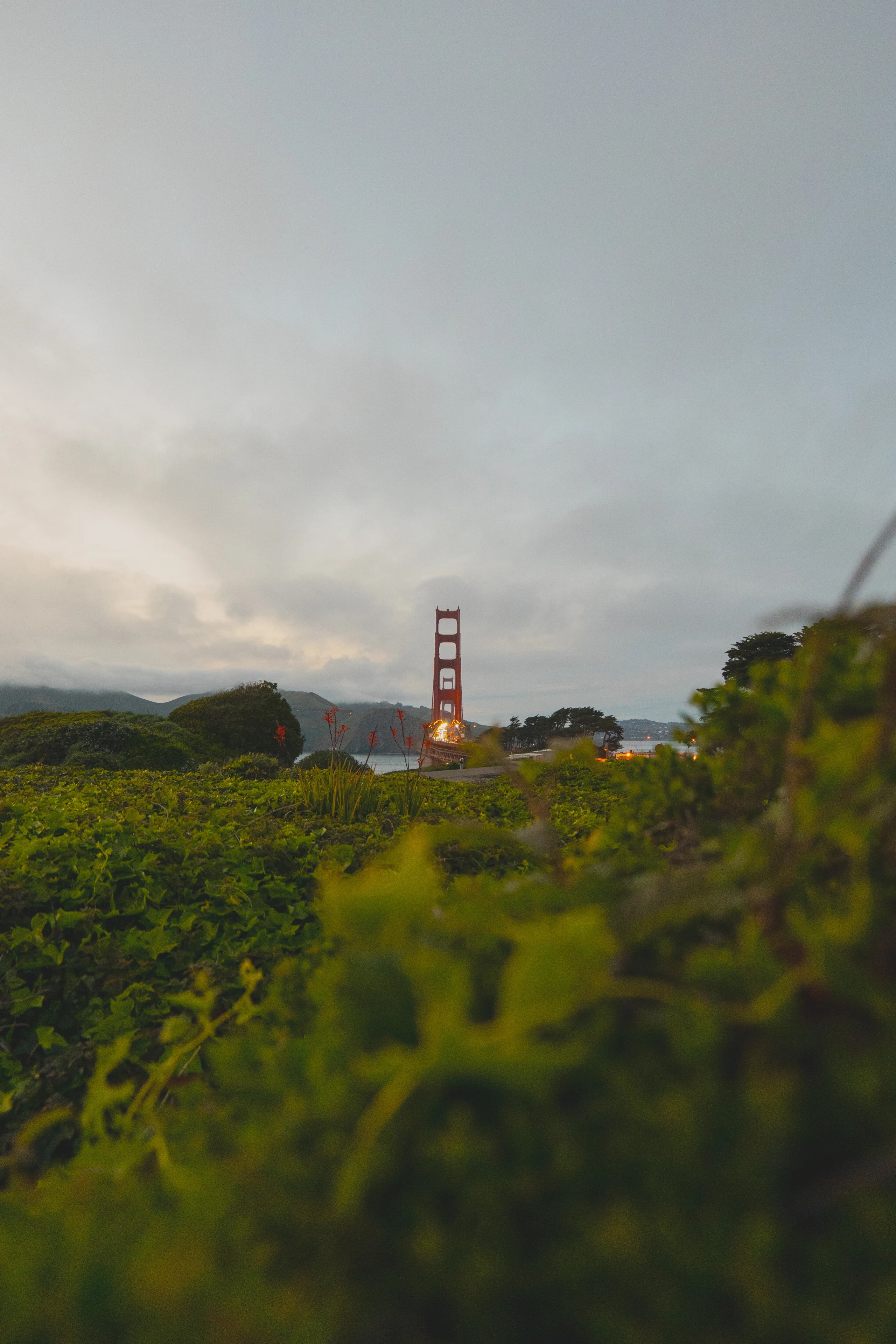 The Golden Gate Bridge rises in the distance beyond green vegetation under a low, misty sky.